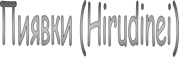 ������ (Hirudinei)