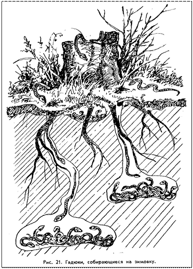 �������:  